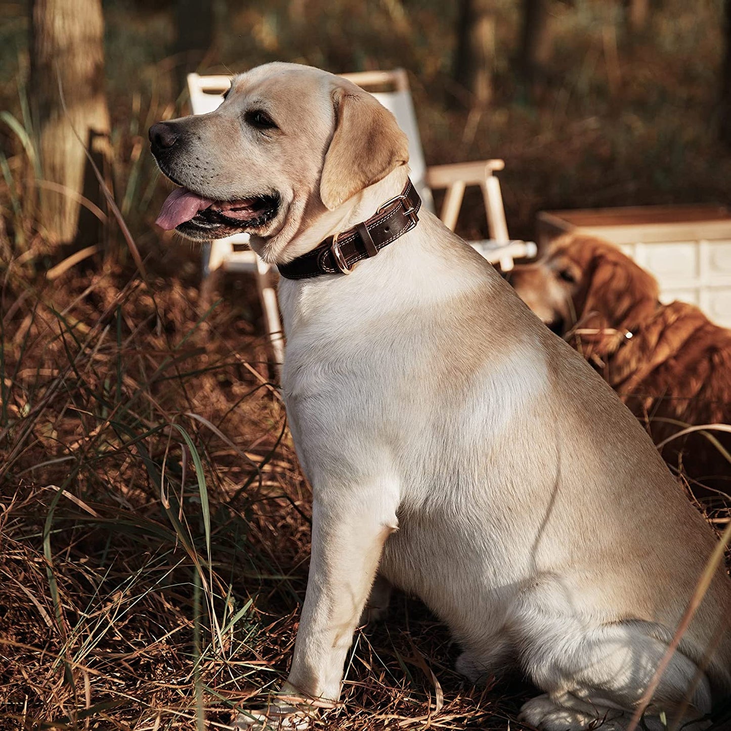 Heavy-Duty Leather Dog Collar for Small to Extra Large Dogs - 1" Wide, Dual Stitch Design, Brown (Medium: 15.2"-19.2" Neck Size)