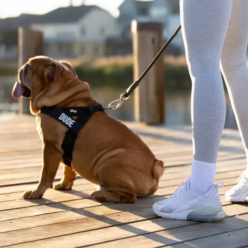 Dog Friendly Co. No-Pull Harness - Adjustable, Lightweight, and Comfortable Design for All Dogs - Chafe-Resistant Straps for Enhanced Safety and Security