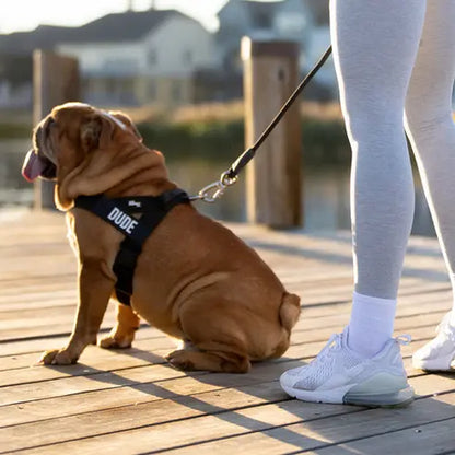 Dog Friendly Co. No-Pull Harness - Adjustable, Lightweight, and Comfortable Design for All Dogs - Chafe-Resistant Straps for Enhanced Safety and Security