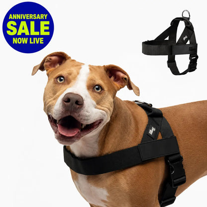 Dog Friendly Co. No-Pull Harness - Adjustable, Lightweight, and Comfortable Design for All Dogs - Chafe-Resistant Straps for Enhanced Safety and Security